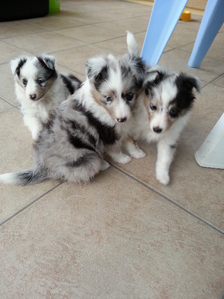 Du Clos De Barène - Shetland Sheepdog - Portée née le 13/05/2013