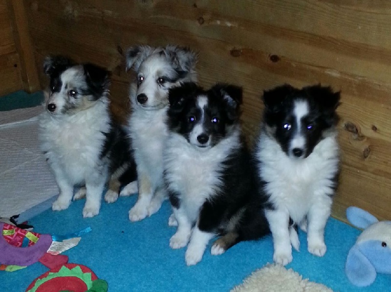 Du Clos De Barène - Shetland Sheepdog - Portée née le 29/12/2014